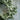 Ragon House - 20" WHITE DAISY & CREAM HEATHER WREATH