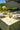 Cream tablecloth featuring vibrant yellow lemons 
