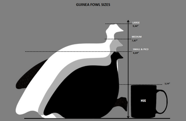 French Ceramic Guinea Fowl Size Chart