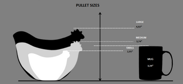 Pullet size chart