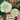 Carpe Diem Papers - Tis the Season Bouquet Holiday Postcard